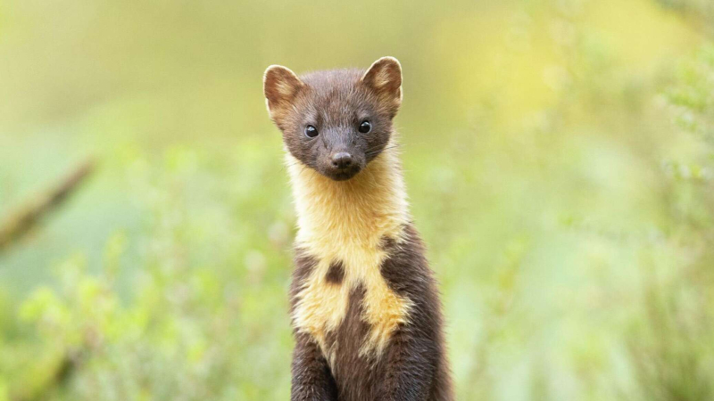 Эти забавные животные: победители британского фотоконкурса дикой природы 2026