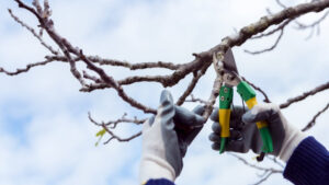 Как правильно обрезать плодовые культуры на дачном участке весной, чтобы не навредить им