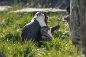 Спасли лапу — спасли вид: в зоопарке родился детеныш исчезающей мартышки