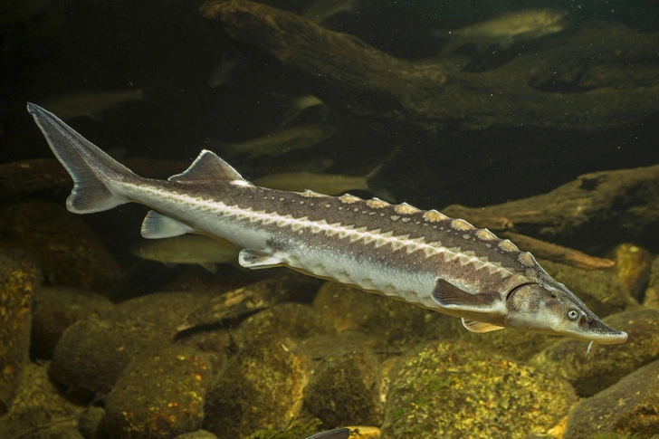 Есть идея о монополии: ловить осетра в Азовском море могут разрешить только одной компании