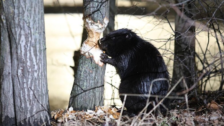 Зоолог объяснила, что делать при встрече с бобром