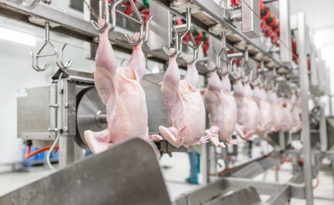 Delfi: В польской курятине — сальмонелла, в норвежской скумбрии — паразиты