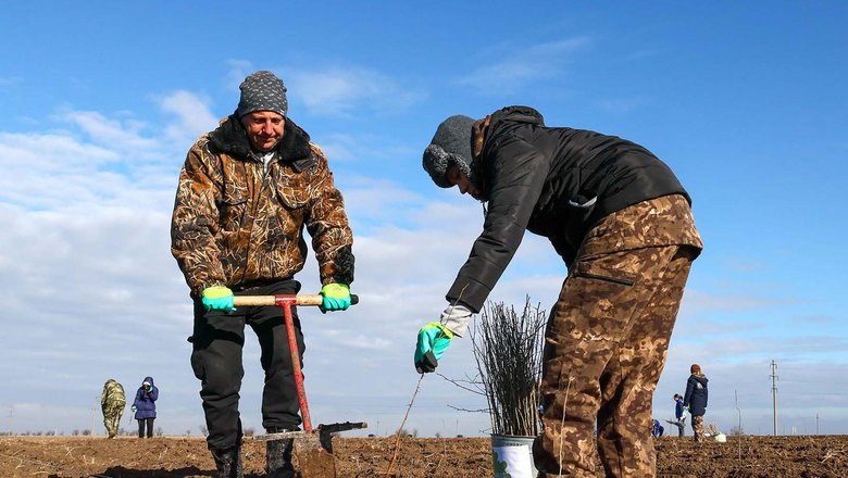В Татарстане высадили леса на площади 1200 гектаров